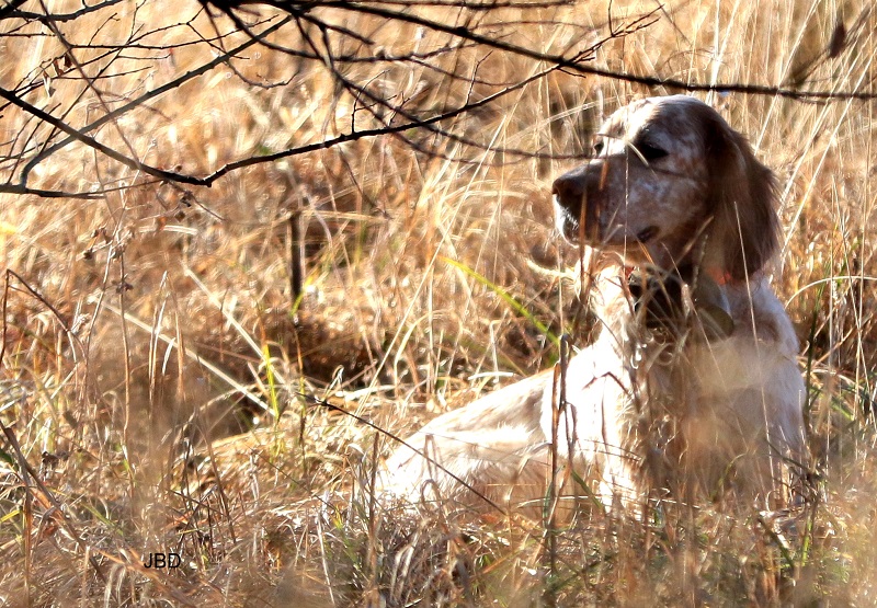 Setter Anglais bécassier Setter Anglais bécassier