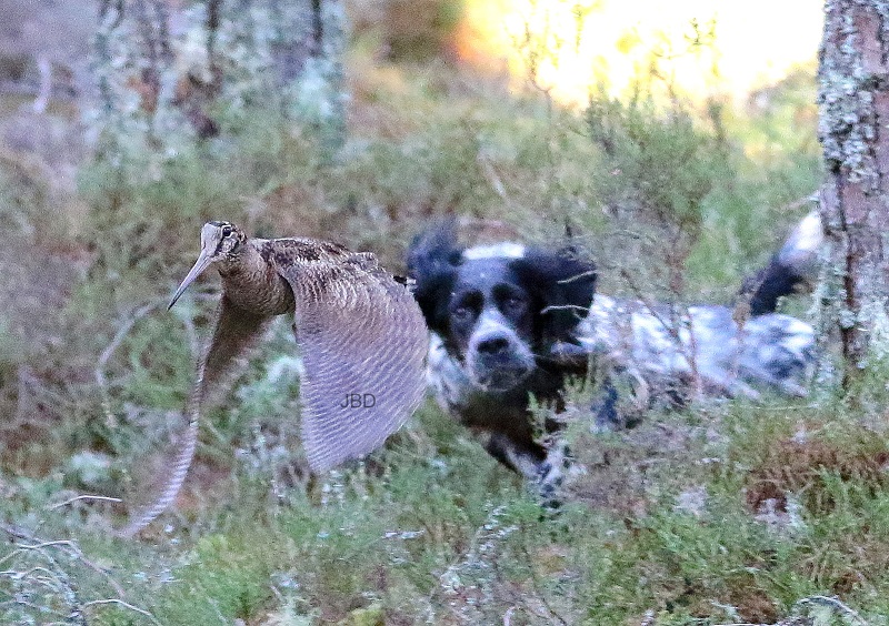 Setter Anglais et envol bécasse Setter Anglais et envol bécasse