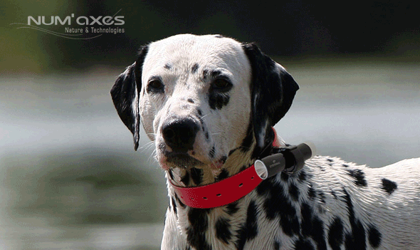 Caméra embarquée pour chiens de chasse