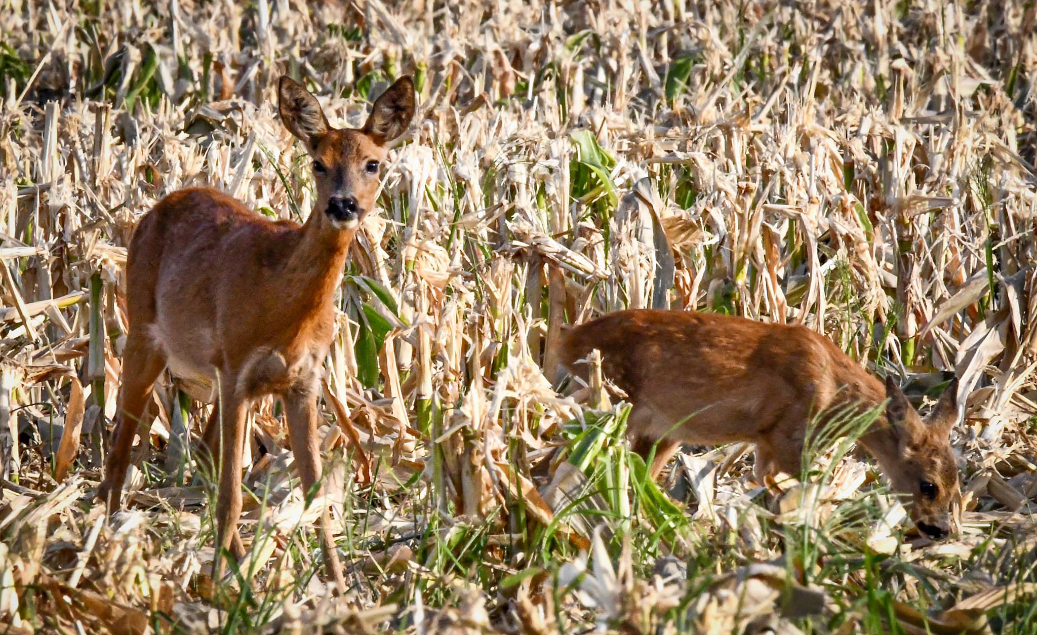 Chasse au chevreuil 2022 2023