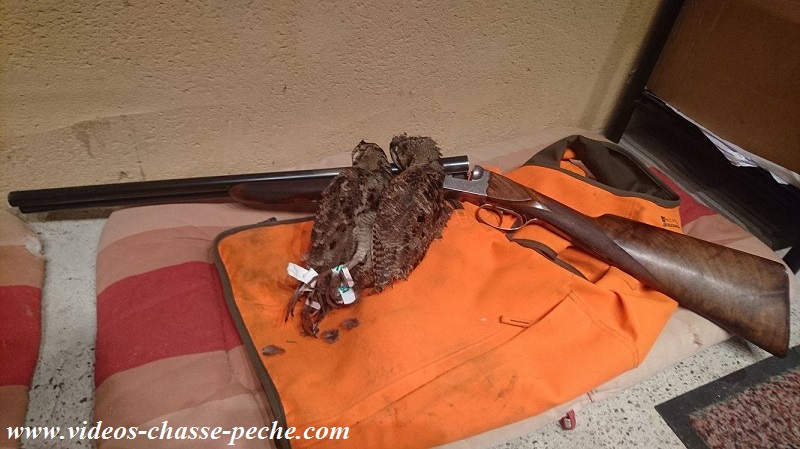 chasse bécasse