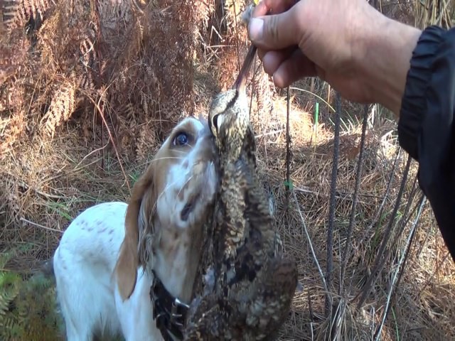 Chasse bécasse