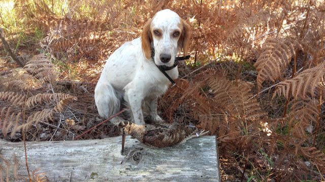 Chasse bécasse