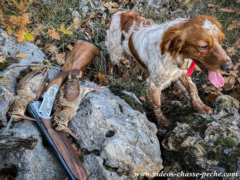 Chasse à la bécasse
