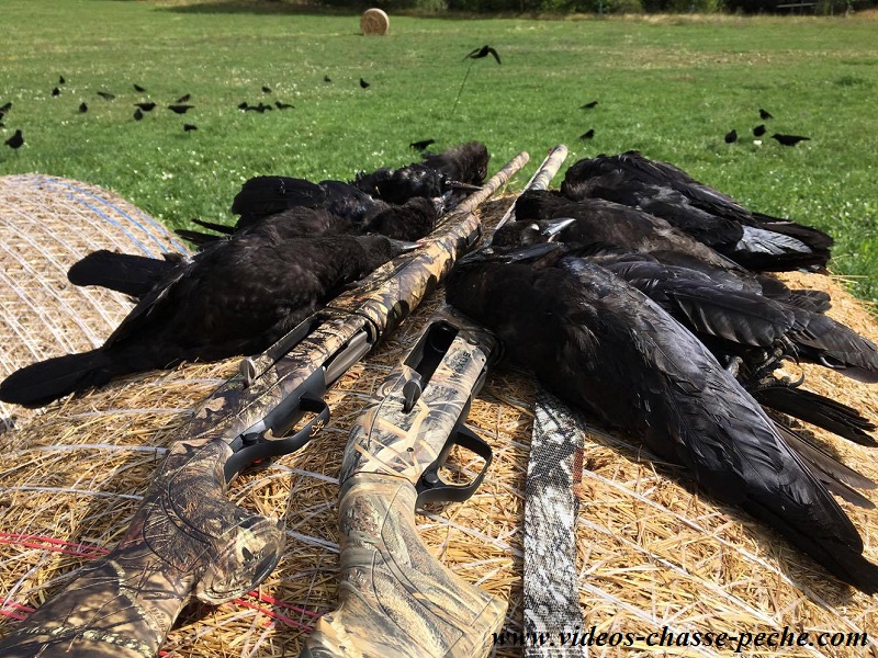 Chasse aux corvids