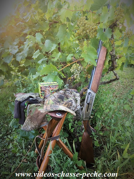 Chasse à la grive