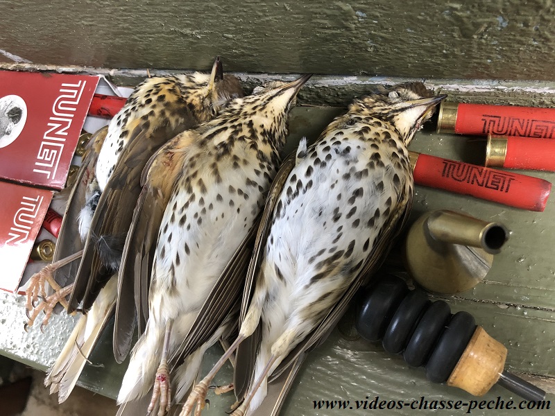 Chasse à la grive