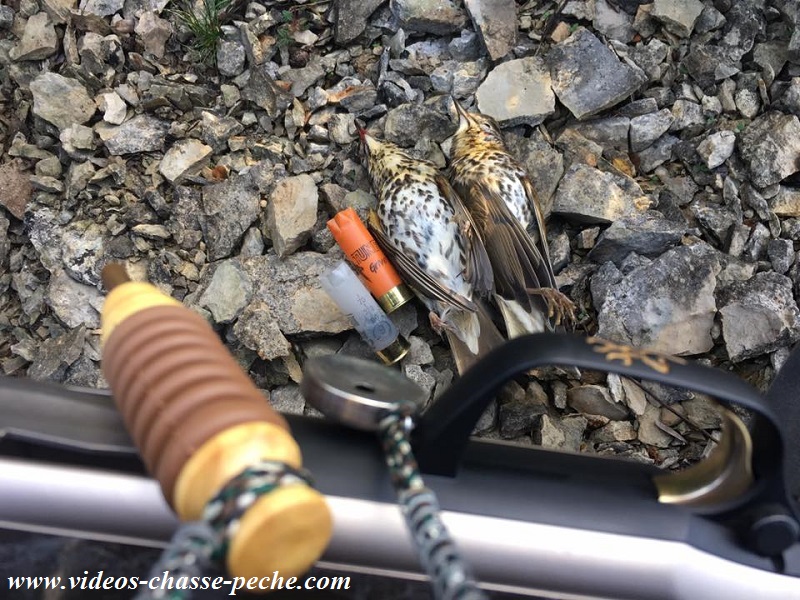 Chasse à la grive