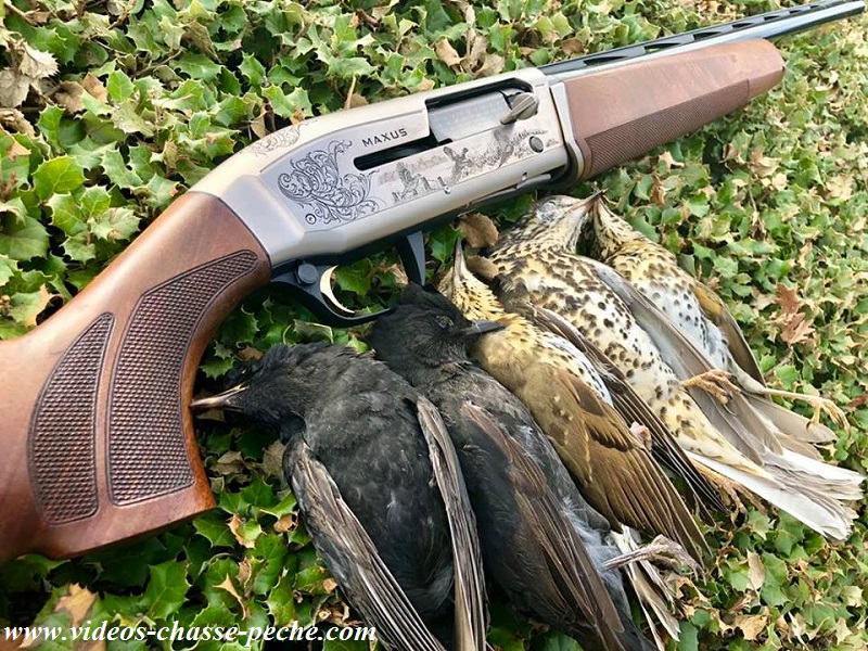 Chasse à la grive