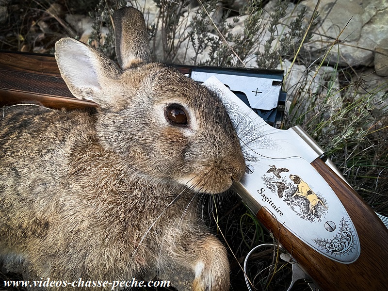 Chasse au petit gibier