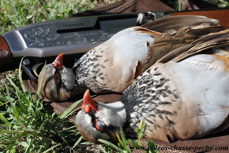 Chasse petit gibier