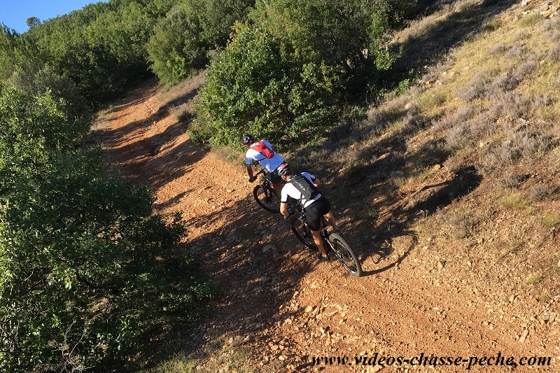 Chasse au sanglier