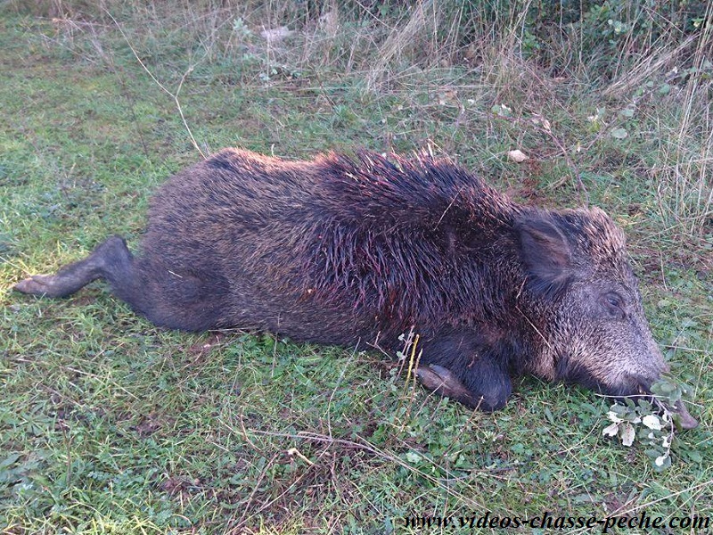 Chasse sanglier