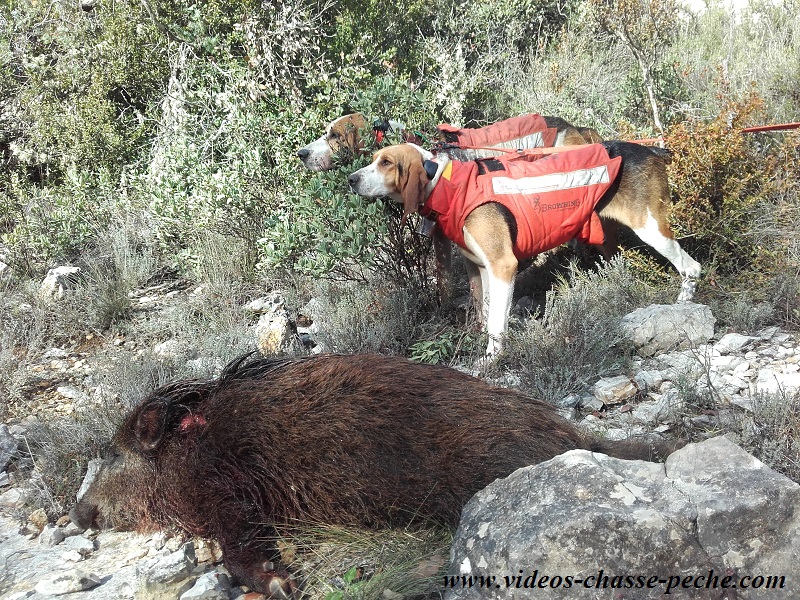 chasse sanglier