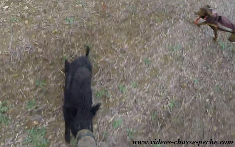 Chasse sanglier