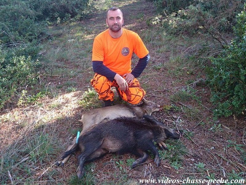 Chasse sanglier