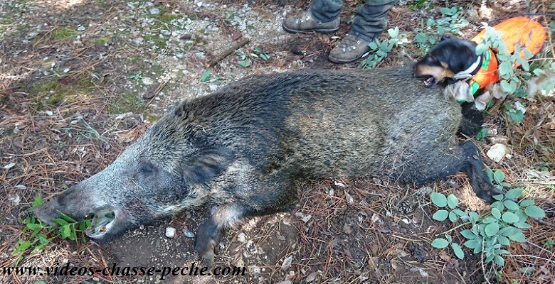 Chasse au sanglier 2016