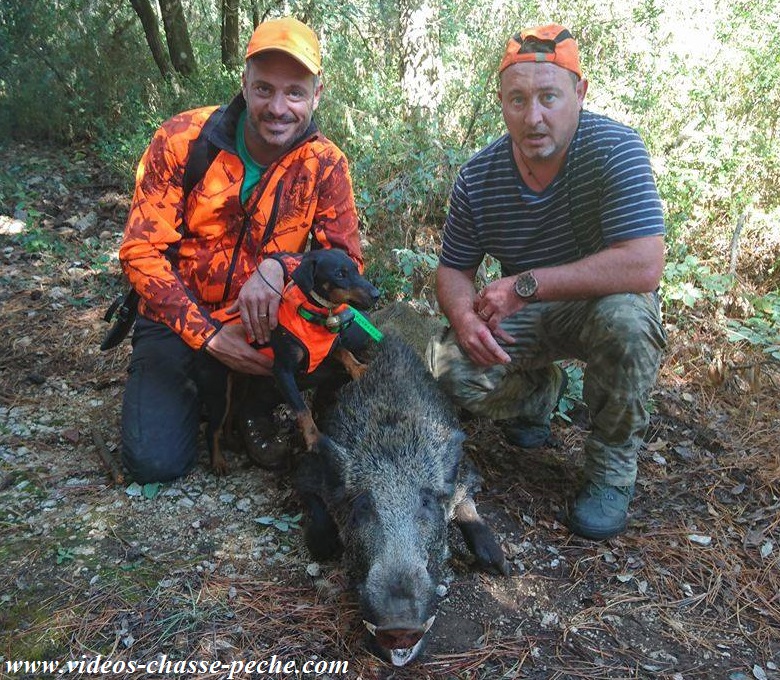 Chasse au sanglier 2016