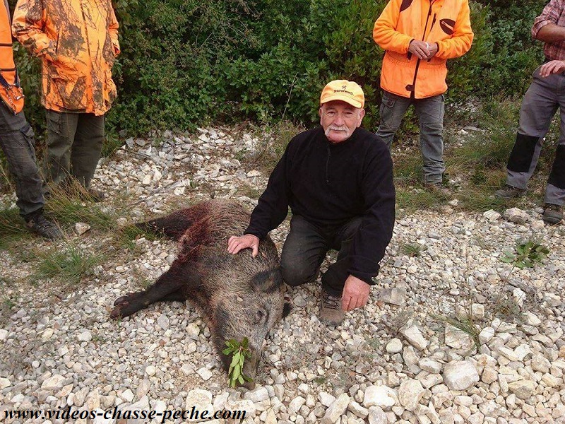 Chasse au sanglier