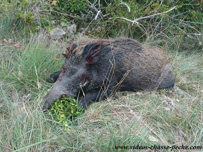 Chasse au sanglier