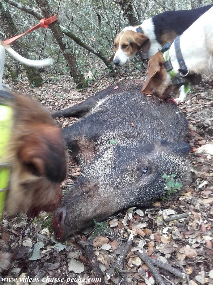 Chasse au sanglier 2016