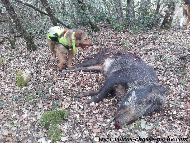 Chasse au sanglier 2016