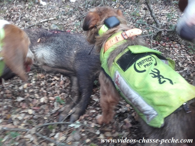 Chasse au sanglier 2016