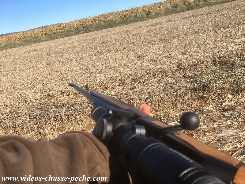 Battue sanglier maïs