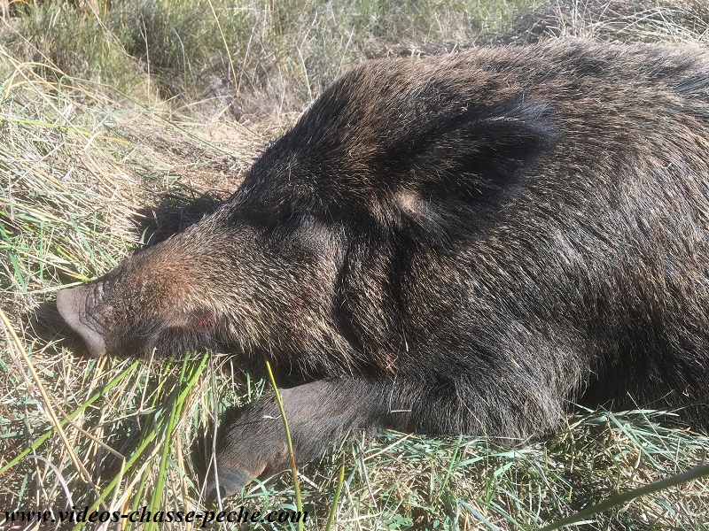 Battue sanglier maïs