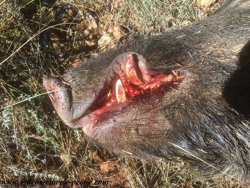 Battue sanglier maïs