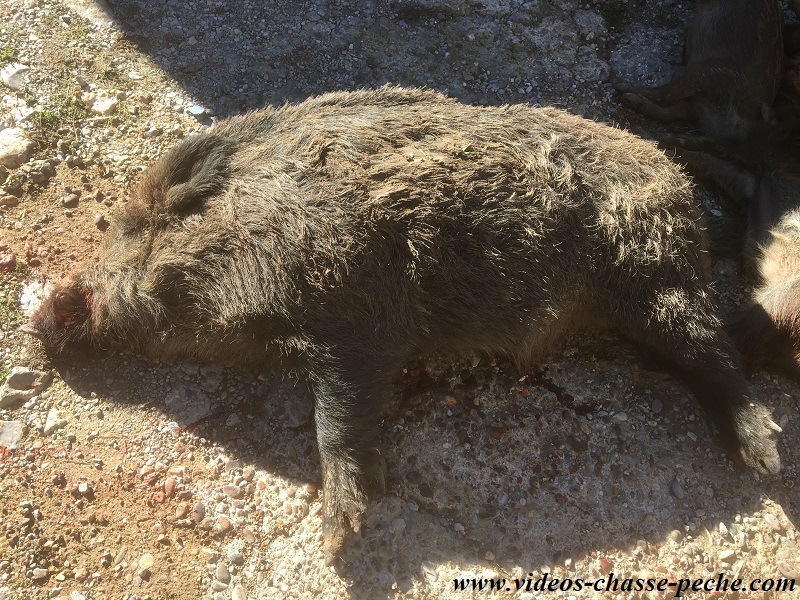 Battue sanglier maïs