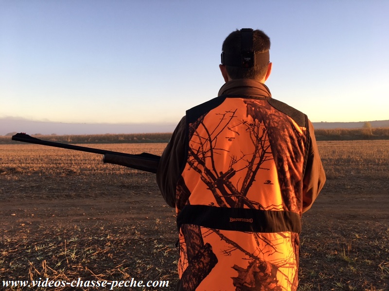 Battue sanglier maïs