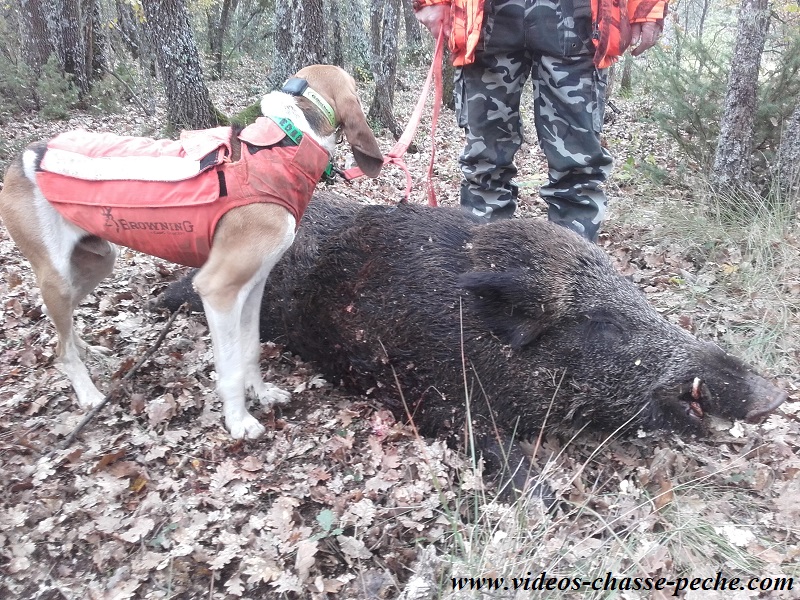 Sanglier 125KG