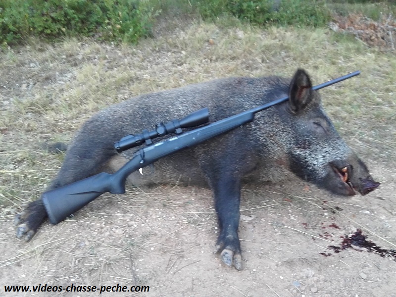 Chasse au sanglier en tir d'été