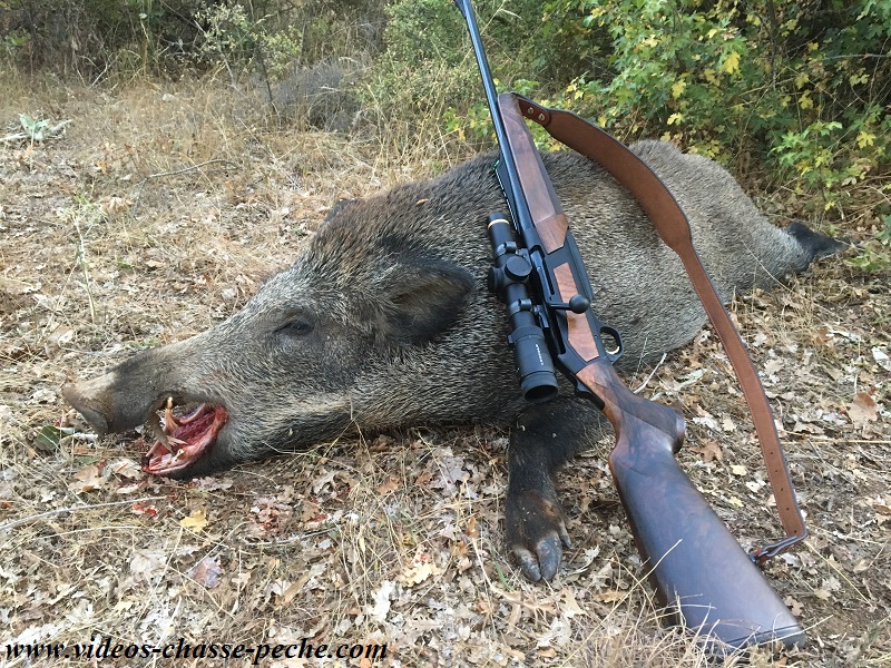 chasse sanglier 2017 2018 chasse sanglier 2017 2018