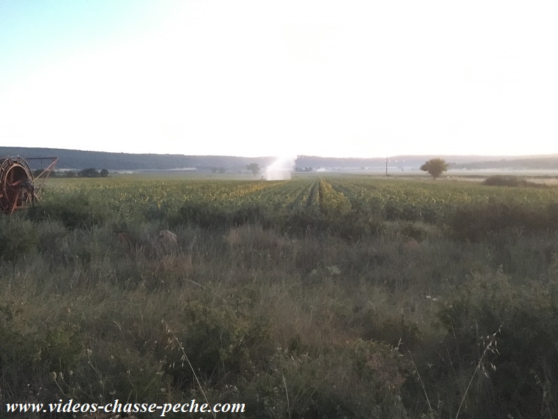 chasse sanglier 2017 2018 chasse sanglier 2017 2018