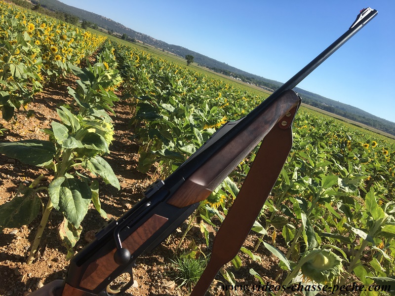 chasse sanglier 2017 2018 chasse sanglier 2017 2018