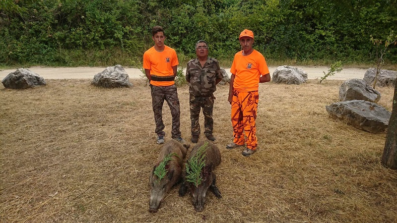 Chasse au sanglier 2017 2018