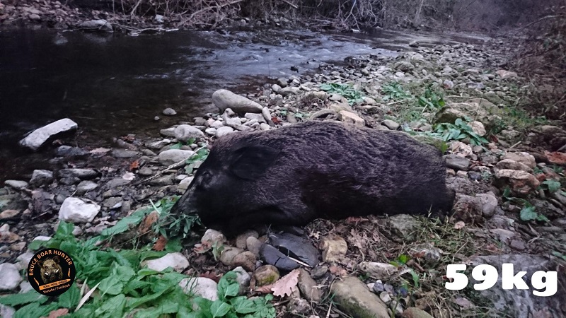 Chasse au sanglier 2017 2018