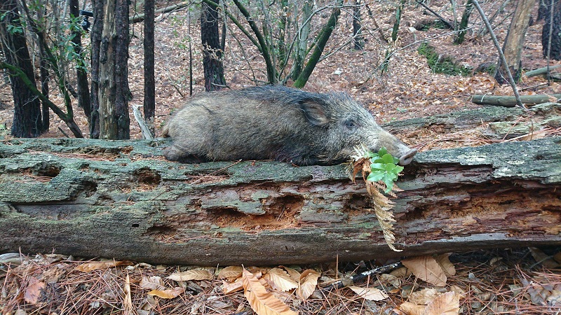 Chasse au sanglier 2017 2018