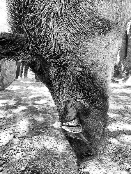 Chasse au sanglier Chasse au sanglier