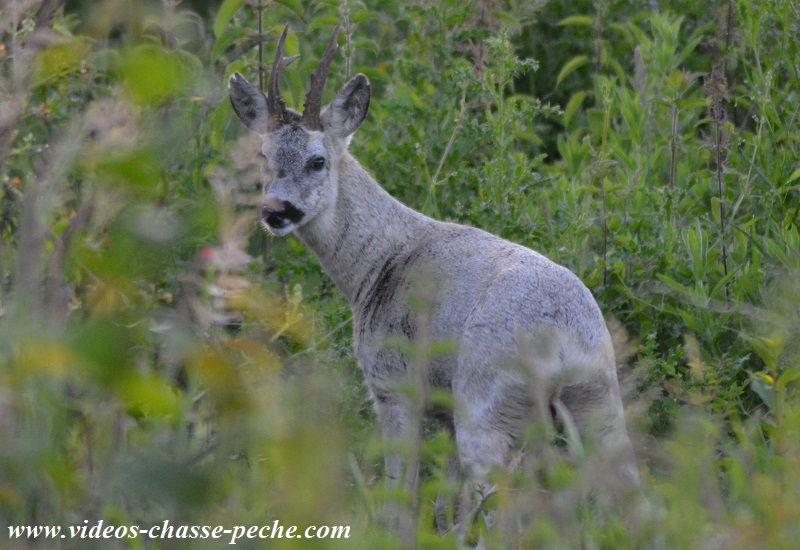 chevreuil gris