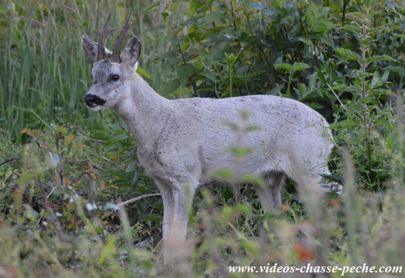 chevreuil gris