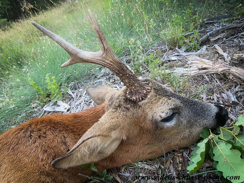 Chevreuil monobois licorne