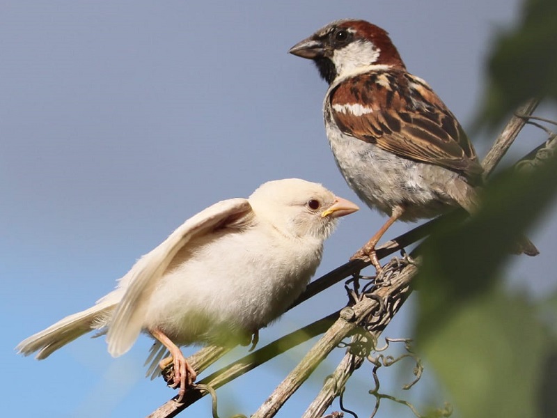 Moineau albinos