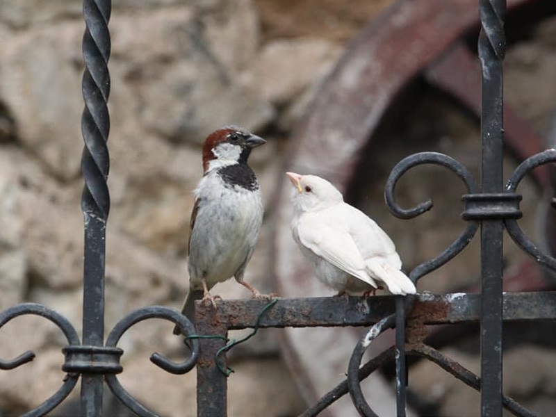 Moineau albinos