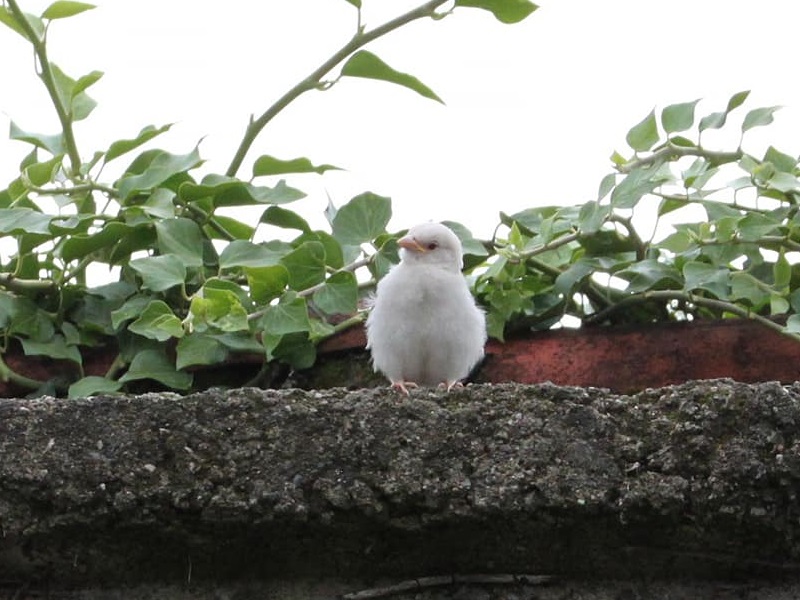 Moineau albinos