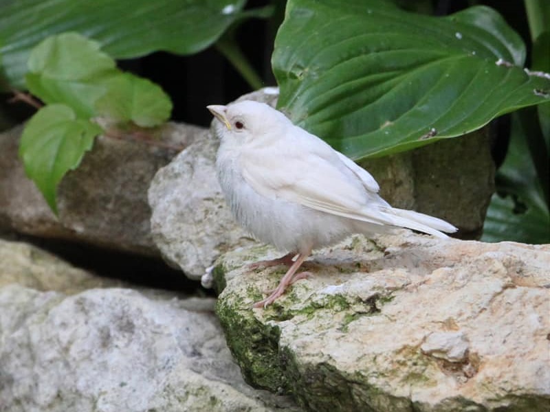 Moineau albinos