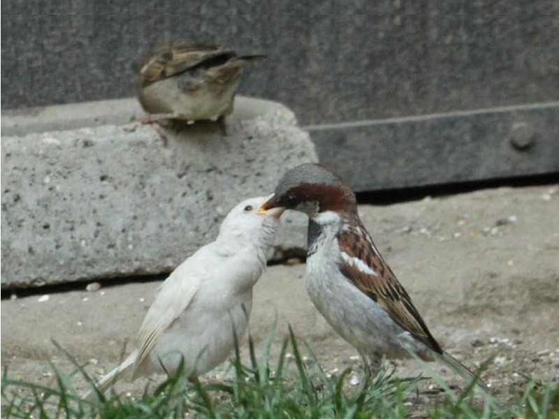 Moineau albinos