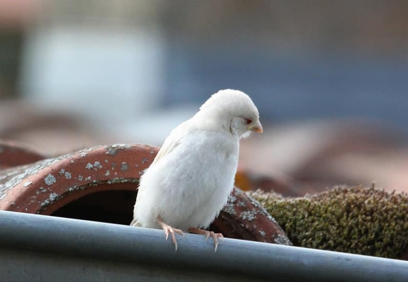 Moineau albinos